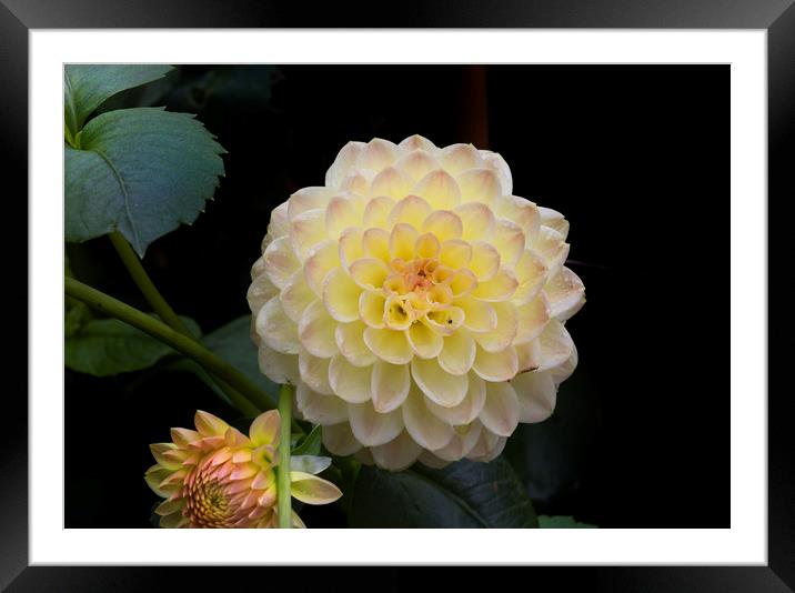 Dahlia, the national flower of Mexico. Framed Mounted Print by Leighton Collins