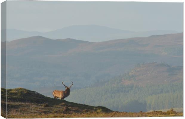 Royal Stag in the Highlands  Canvas Print by Macrae Images