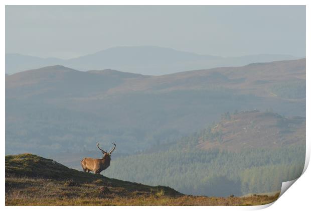 Royal Stag in the Highlands  Print by Macrae Images
