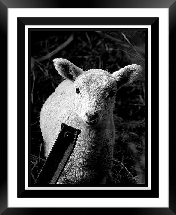 It's spring time!! Framed Mounted Print by Craig Coleran