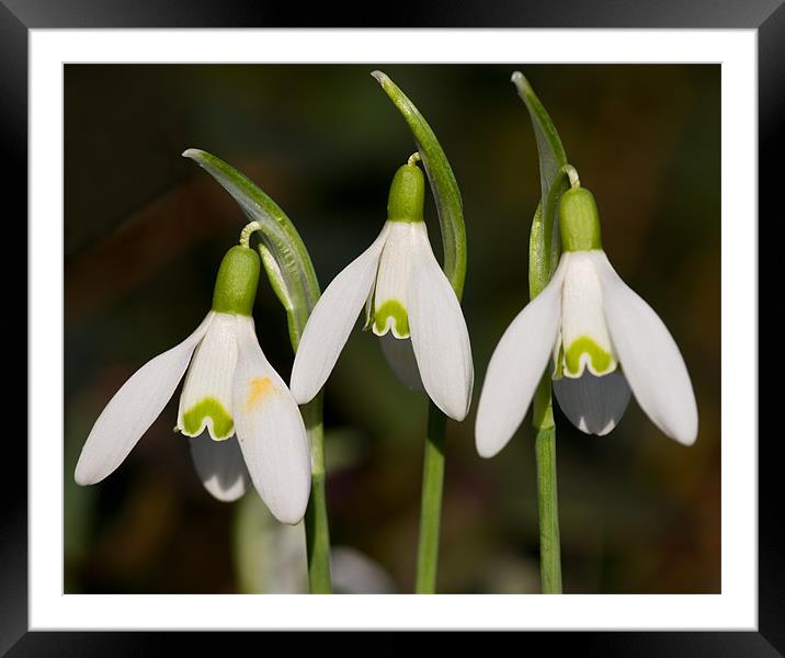 Snowdrops Framed Mounted Print by Pete Hemington