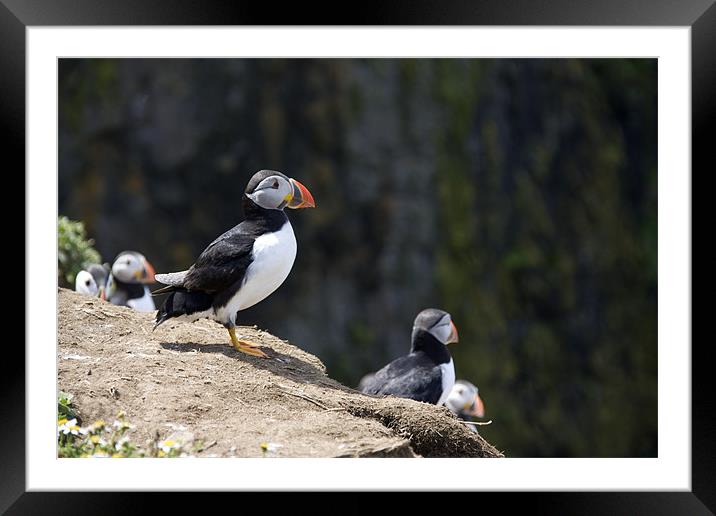 Puffin Framed Mounted Print by Brian Beckett