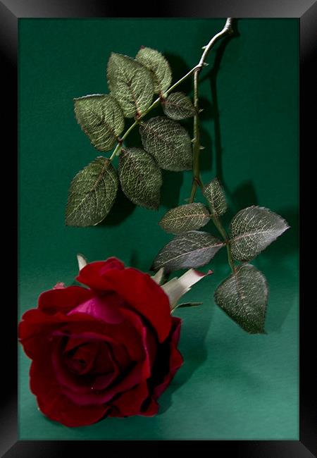 Paper Roses Framed Print by Brian Beckett