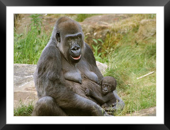 Western Lowland Mother and Baby Framed Mounted Print by Julie Hoddinott