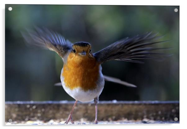 Robin in flight Acrylic by Tony Bates