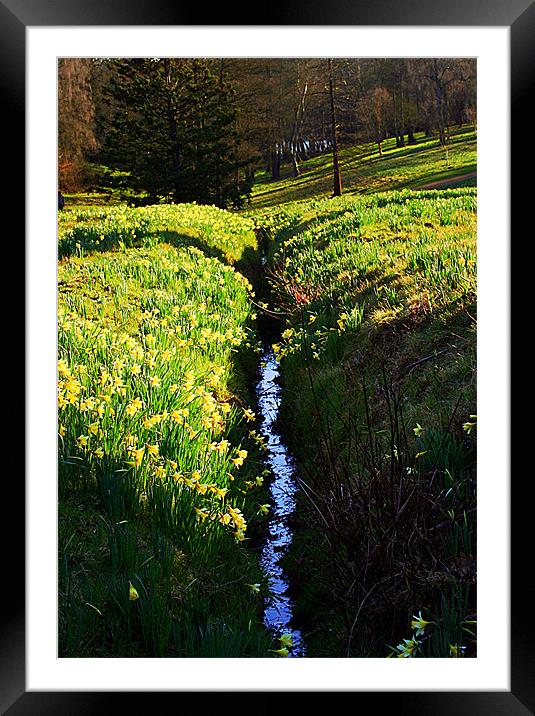 Daffodil vally Framed Mounted Print by Doug McRae