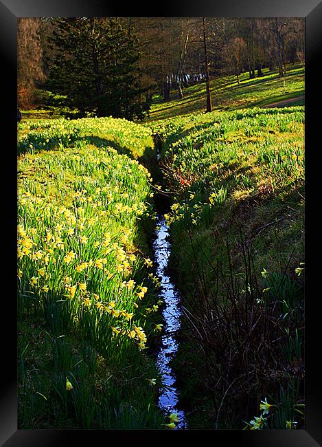 Daffodil vally Framed Print by Doug McRae