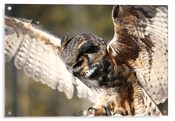 Owl Acrylic by Andrew Pelvin