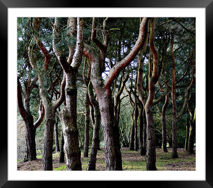 tangled wood Framed Mounted Print by Heather Newton