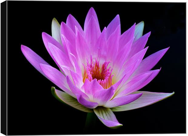 Waterlily - The Queen of the Water Canvas Print by Kate Barley