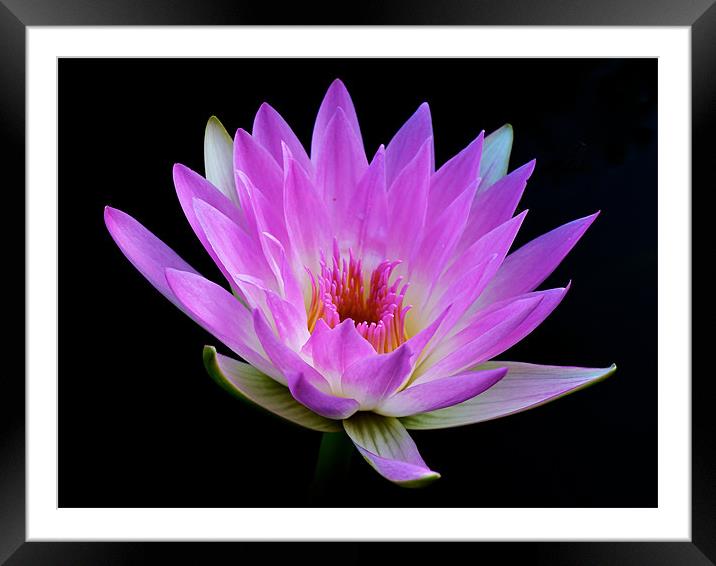 Waterlily - The Queen of the Water Framed Mounted Print by Kate Barley