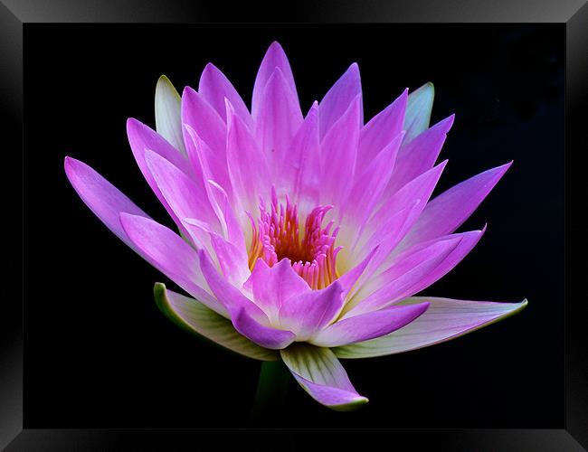 Waterlily - The Queen of the Water Framed Print by Kate Barley