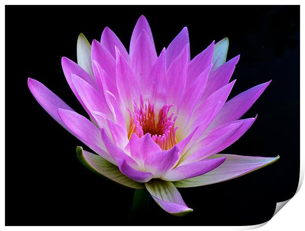 Waterlily - The Queen of the Water Print by Kate Barley