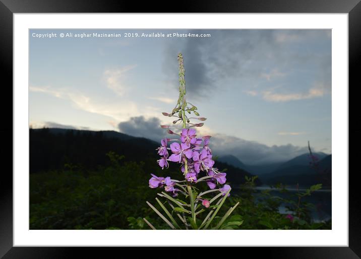 A nice flower in front of Cleveland Dam, Canada, Framed Mounted Print by Ali asghar Mazinanian