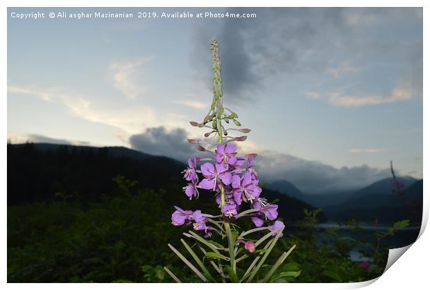 A nice flower in front of Cleveland Dam, Canada, Print by Ali asghar Mazinanian