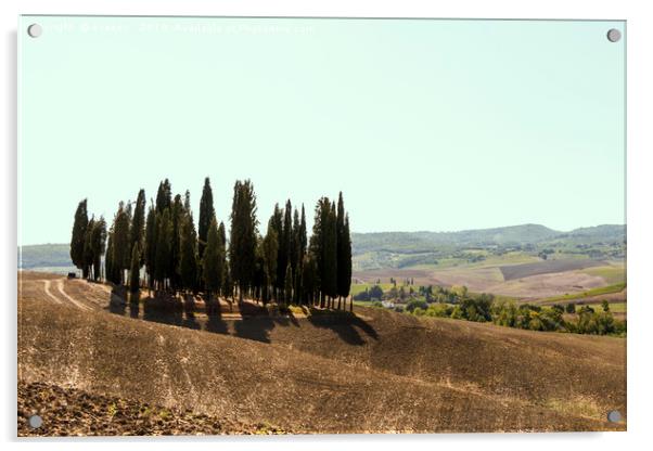 Typical landscapes for Siena Province in Tuscany,  Acrylic by eyecon 