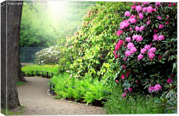 Sunlit Path in the Rhododendron Garden Canvas Print by Taina Sohlman