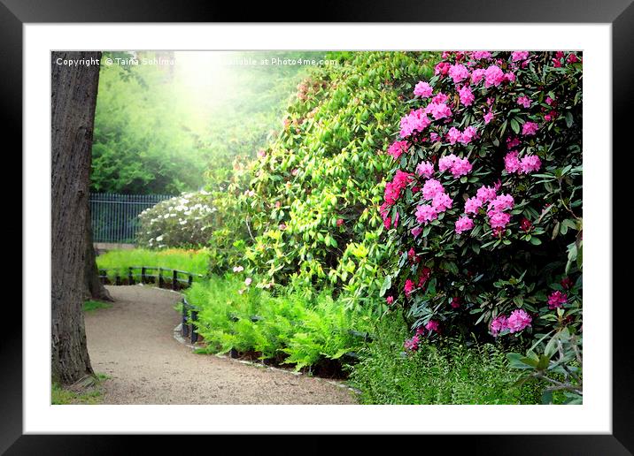 Sunlit Path in the Rhododendron Garden Framed Mounted Print by Taina Sohlman