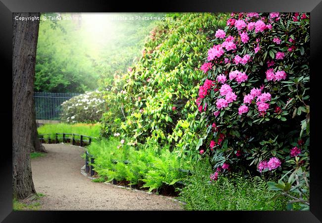 Sunlit Path in the Rhododendron Garden Framed Print by Taina Sohlman