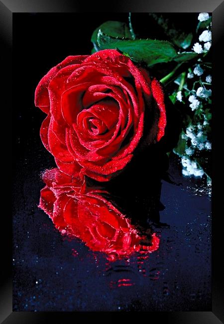 Red rose reflection Framed Print by Martin Smith