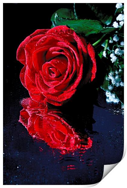 Red rose reflection Print by Martin Smith