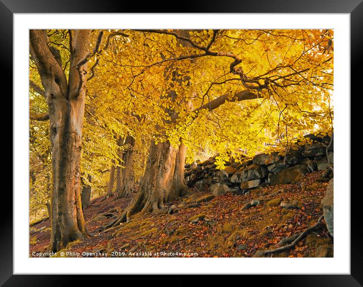autumn trees in crow nest woods Framed Mounted Print by Philip Openshaw