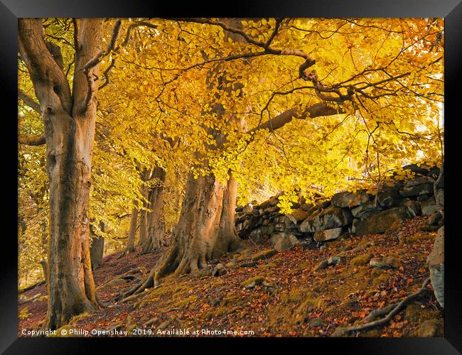 autumn trees in crow nest woods Framed Print by Philip Openshaw