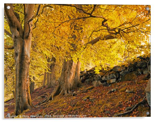 autumn trees in crow nest woods Acrylic by Philip Openshaw