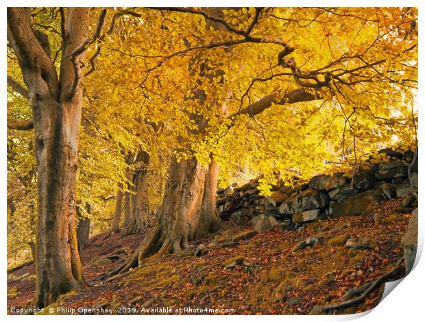 autumn trees in crow nest woods Print by Philip Openshaw