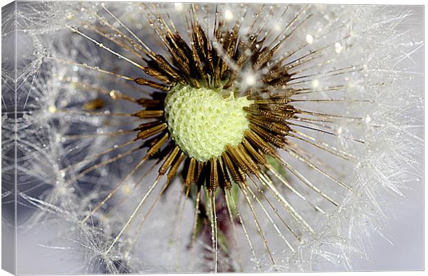 Heart of the dandelion Canvas Print by Martin Smith