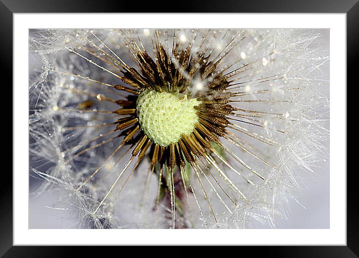 Heart of the dandelion Framed Mounted Print by Martin Smith