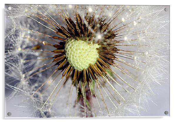 Heart of the dandelion Acrylic by Martin Smith