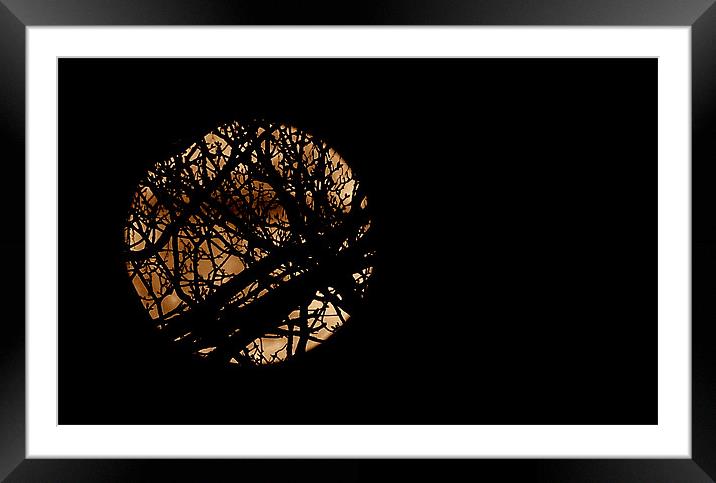 Moon Beyond The Trees Framed Mounted Print by Louise Godwin