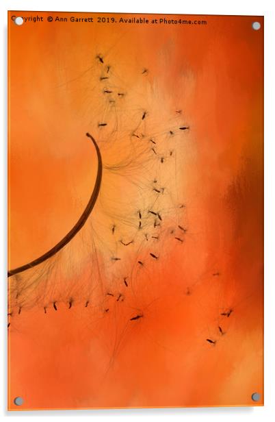 Sunset Seeds Acrylic by Ann Garrett