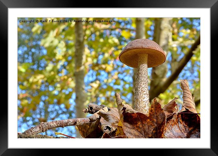 Leccinum Scabrum Framed Mounted Print by Mark  F Banks