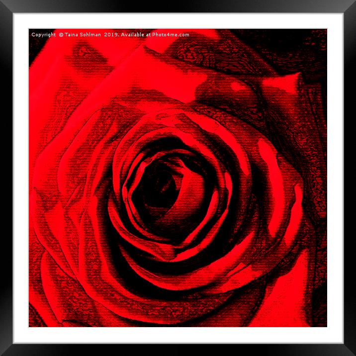 Red Rose Digital  Framed Mounted Print by Taina Sohlman