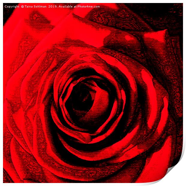 Red Rose Digital  Print by Taina Sohlman
