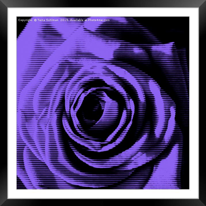 Purple Rose Digital Framed Mounted Print by Taina Sohlman