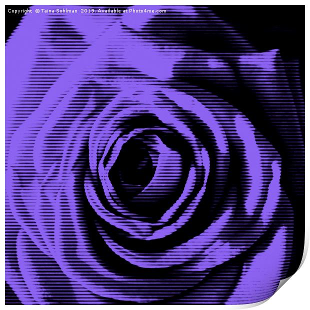 Purple Rose Digital Print by Taina Sohlman