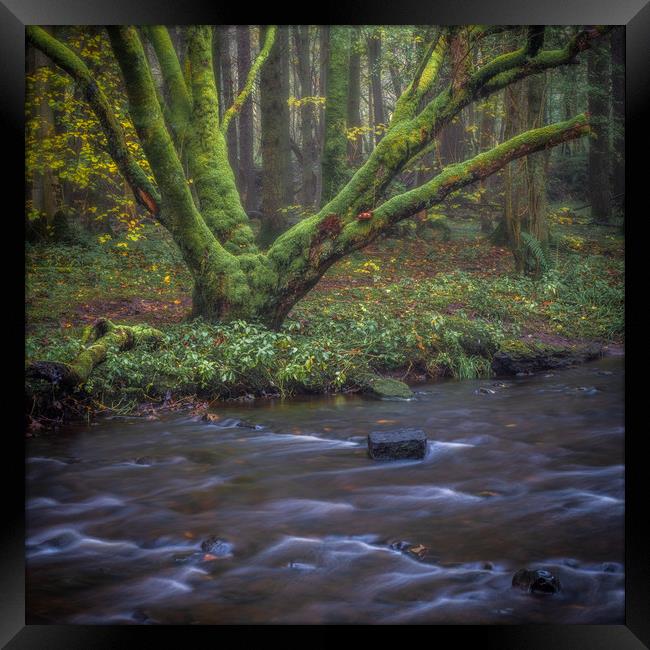 Misty morning in the woods Framed Print by George Robertson