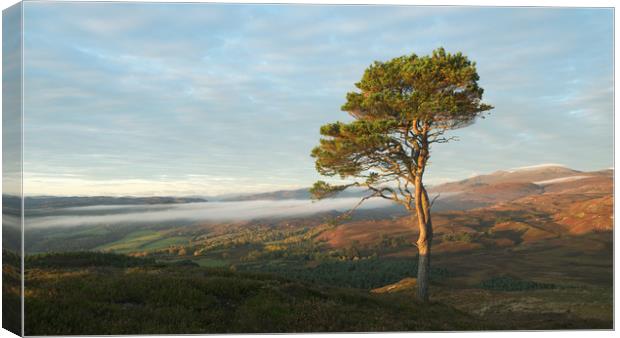 Scots Pine Canvas Print by Macrae Images