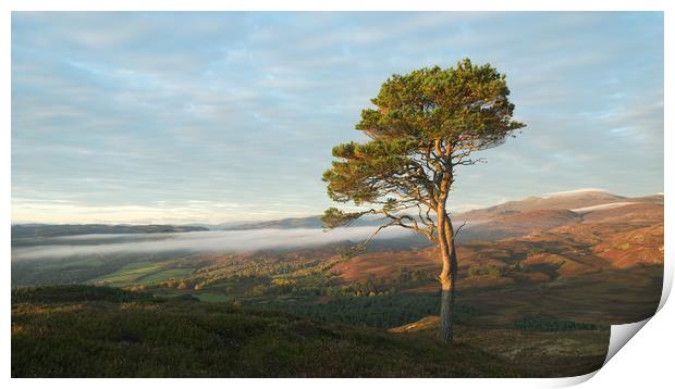 Scots Pine Print by Macrae Images