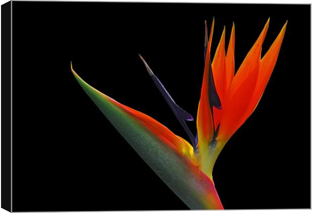 Bird of Paradise Canvas Print by Jacqi Elmslie