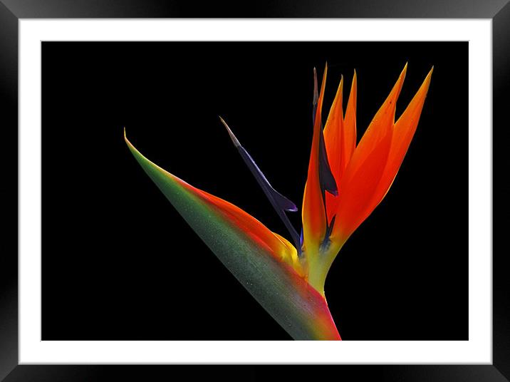 Bird of Paradise Framed Mounted Print by Jacqi Elmslie