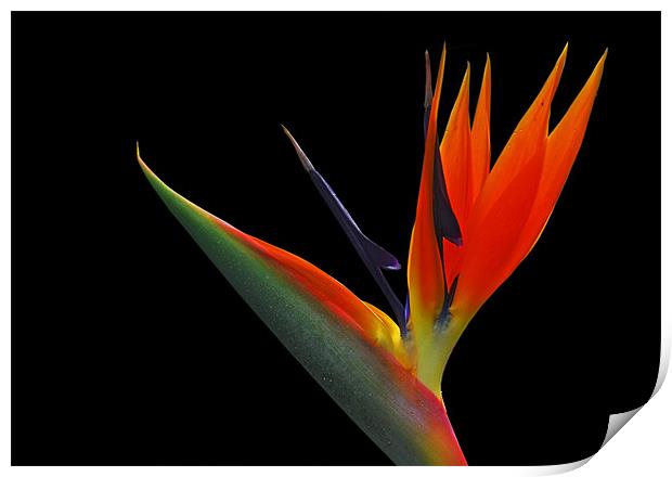 Bird of Paradise Print by Jacqi Elmslie