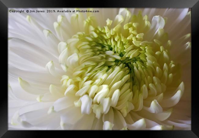Classic Chrysanthemum Framed Print by Jim Jones