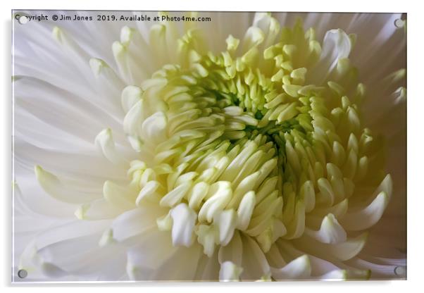 Classic Chrysanthemum Acrylic by Jim Jones