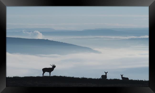 Roaring Above the Fog  Framed Print by Macrae Images