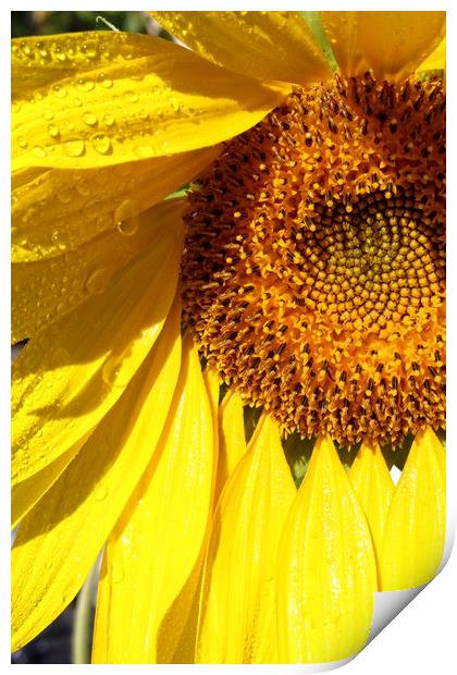 Sunny sunflower Print by Martin Smith