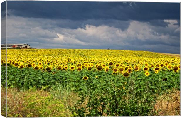 Field of sunflowers Canvas Print by Martin Smith